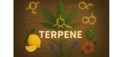 Was sind Terpene? Aroma, Wirkung, Entourage-Effekt