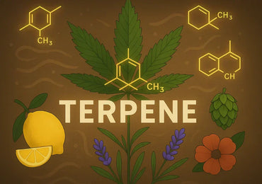 Was sind Terpene? Aroma, Wirkung, Entourage-Effekt
