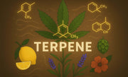 Grafik zu Cannabis Terpenen mit Hanfblatt, Molekülstrukturen, Zitrone, Lavendel, Hopfen und Blüte