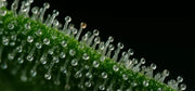 Trichome bestimmen – So geht’s richtig