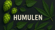 Humulen – das hopfig-würzige Terpen im Cannabis