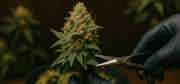 Cannabis ernten – so geht’s richtig!