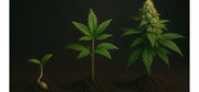 Cannabis Anbau Anleitung – Vom Samen bis zur Ernte (Schritt-für-Schritt)