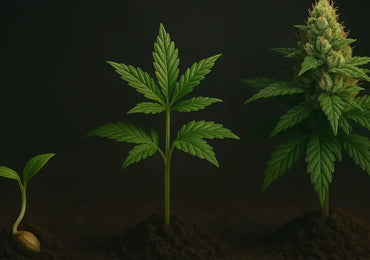 Cannabis Anbau Anleitung – Vom Samen bis zur Ernte (Schritt-für-Schritt)