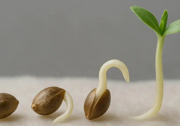Cannabis-Samen richtig keimen lassen – Methoden, Tipps & häufige Fehler