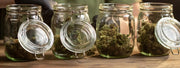 CBD-Blüten richtig lagern, dosieren & genießen – Tipps für den idealen Umgang