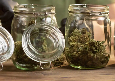 CBD-Blüten richtig lagern, dosieren & genießen – Tipps für den idealen Umgang