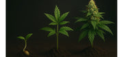 Cannabis Anbau Anleitung – Vom Samen bis zur Ernte (Schritt-für-Schritt)