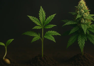 Cannabis Anbau Anleitung – Vom Samen bis zur Ernte (Schritt-für-Schritt)
