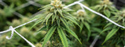 Cannabis Anbaumethoden im Überblick – Welche passt zu dir?