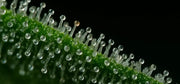 Trichome bestimmen – So geht’s richtig