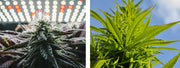 Indoor oder Outdoor – Was passt zu dir?