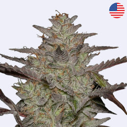 AlienZ Feminisierte Samen