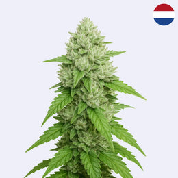 Amnesia Master Cut Steckling - Clone Only