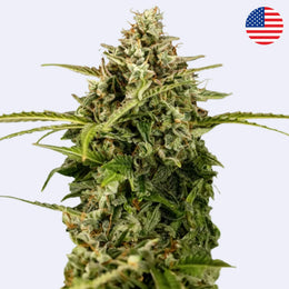 Nahaufnahme von Apollo F1 Autoflowering Samen, eine feminisierte Cannabis-Pflanze von Royal Queen Seeds.