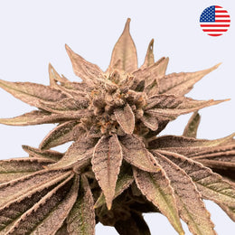 Apples & Bananas - Compound Genetics - Steckling