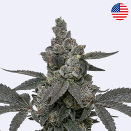 Apples & Bananas Steckling – Compound Genetics
