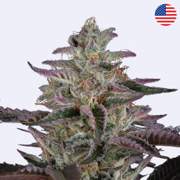 Banana Krumble Feminisierte Samen - Green House Seeds