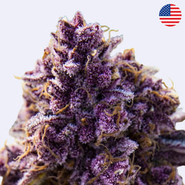 Blackberry Moonrocks Feminsierte Samen - Anesia Seeds