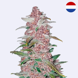 Blackberry Autoflowering Samen - 420 Fast Buds
