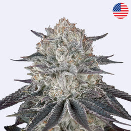 Fullgas! Feminisierte Samen - Green House Seeds