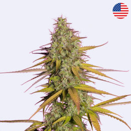 Girl Scout Cookies Autoflowering Samen