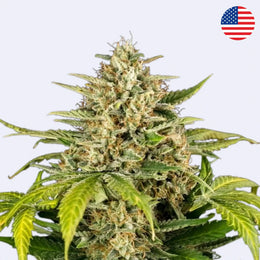 Green Gelato Autoflowering Samen - Royal Queen Seeds