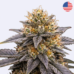 Close-up of Ice Cream Runtz cannabis plant from Lit Farms, showcasing dense buds and frosty leaves.