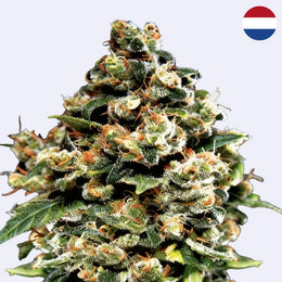 Jack Herer feminisierte Samen von Green House Seeds, detailreiche Cannabisblüte mit großen Trichomen.