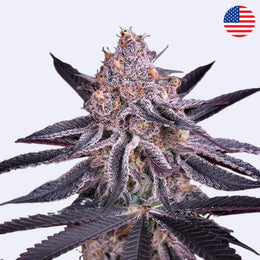 King's Juice Autoflowering Samen - Green House Seeds