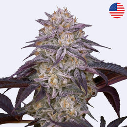 King's Juice Feminisierte Samen von Green House Seeds mit farbenfrohen Blüten und Harz.