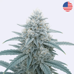 Kush Crasher - Seed Junky Genetics - Steckling