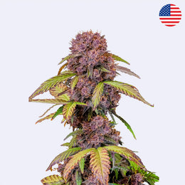 Lemon Cherry Cookies Autoflowering Samen - 420 Fast Buds