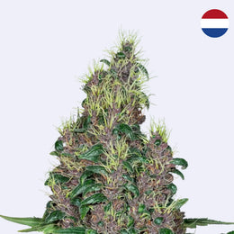 Mandarine Jam Feminisierte Samen von Sensi Seeds mit grünen Blättern und bunten Knospen auf einem neutralen Hintergrund.
