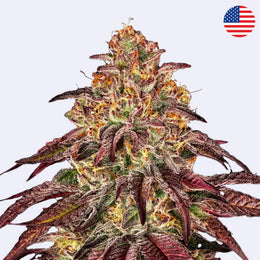Mimosa x Orange Punch Autoflowering Samen von Barneys Farm, detailreiche Nahaufnahme einer cannabisblüte