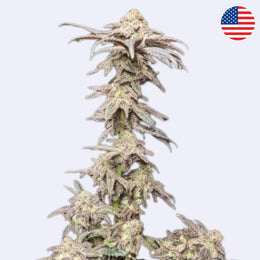 Close-up of Miracle Alien Cookies (MAC) cannabis strain by Capulator showcasing its unique frosty buds.