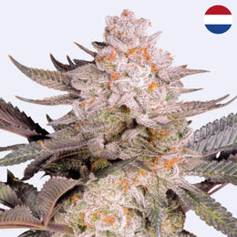 Orange Bud 2.0 Feminisierte Samen