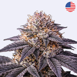 Permanent Marker cannabis flower showcasing its indica-dominant traits and unique characteristics.