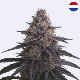 Power Plant Steckling - Dutch Passion