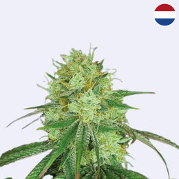 Sketch Feminisierte Samen