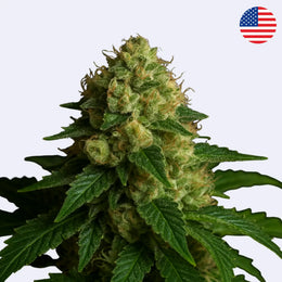 Skywalker Kush 78 - Clone Only - Steckling cannabis plant featuring dense buds and vibrant green leaves.
