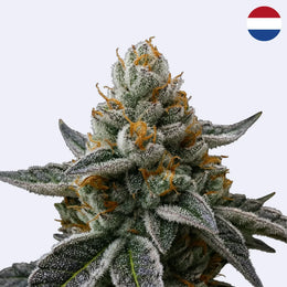 Super Orange Glue - Relentless Genetics - Steckling cannabis plant with dense buds and frosty trichomes.