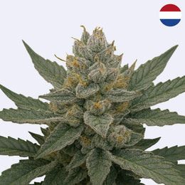 Super Silver Haze Steckling - Green House Seeds