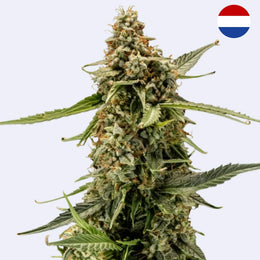 Titan F1 Autoflowering Samen von Royal Queen Seeds mit dichten Blüten und lebendigem Blattwerk.