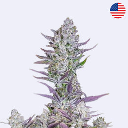 Farbige Blüte der Wedding Glue Autoflowering Samen von Fast Buds mit charakteristischen Merkmale
