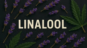 Linalool – das blumig-ruhige Terpen im Cannabis