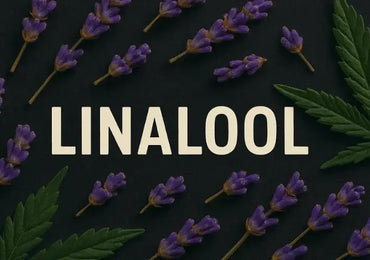 Linalool – das blumig-ruhige Terpen im Cannabis