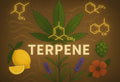 Grafik zu Cannabis Terpenen mit Hanfblatt, Molekülstrukturen, Zitrone, Lavendel, Hopfen und Blüte