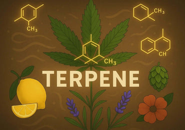 Terpene in Cannabis – Der Entourage-Effekt erklärt