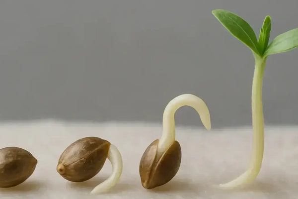 Cannabis-Samen richtig keimen lassen – Methoden, Tipps & häufige Fehler